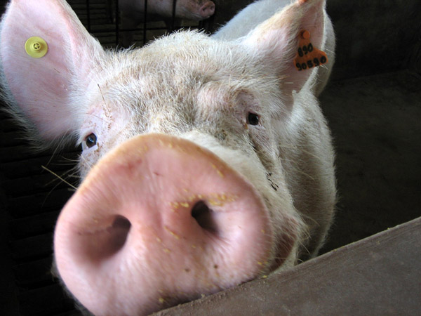 04 - schwein maennlich