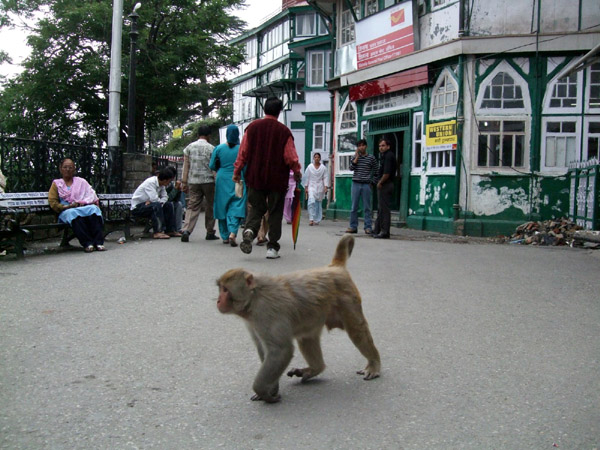 003 - Shimla