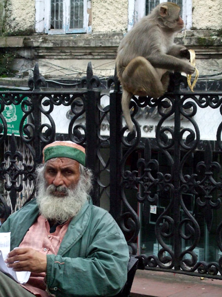 004 - Shimla