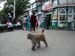 003 - Shimla
