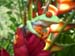06 - Frosch